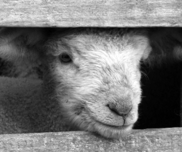 a black and white photo of a lamb looking through a fence